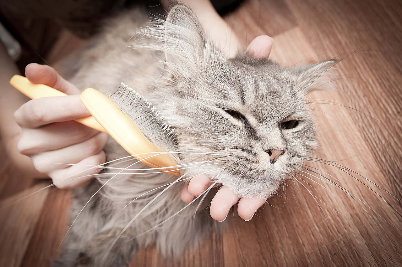 cat-brushing